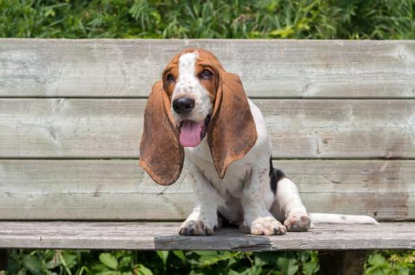 Top 10 Cutest Dog Breeds in the World - 9. Basset hound