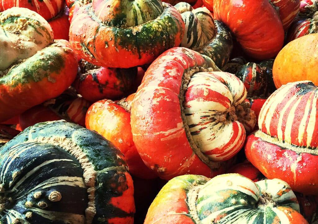 扁南瓜（Turban Squash）