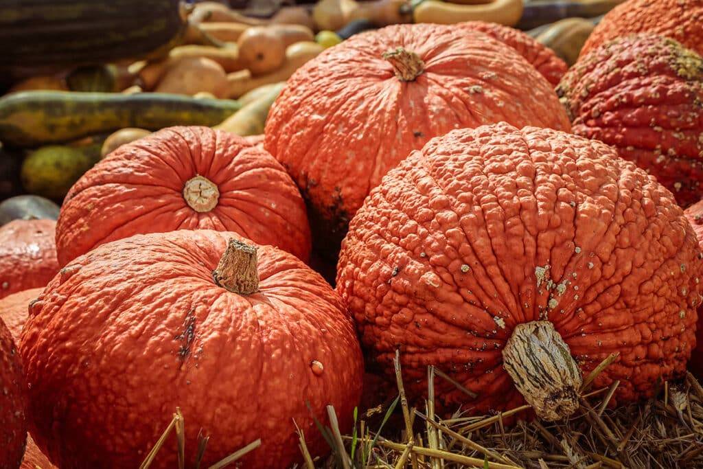 红疣南瓜（Red Warty Thing Squash）