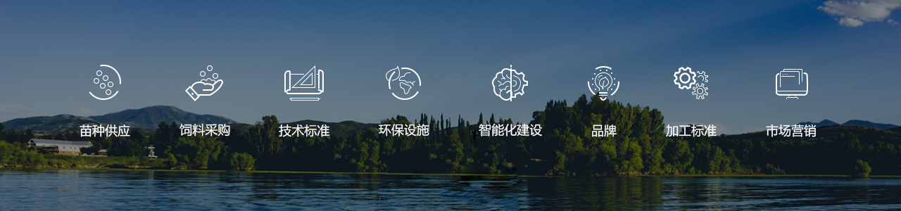 龙洋知鲜三文鱼(虹鳟)