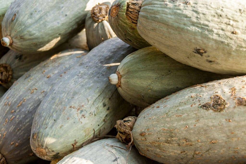 危地马拉蓝南瓜（Guatemalan Blue Squash）