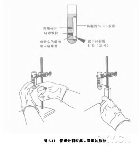通过CsCl 等密度梯度离心纯化λ噬菌体颗粒实验