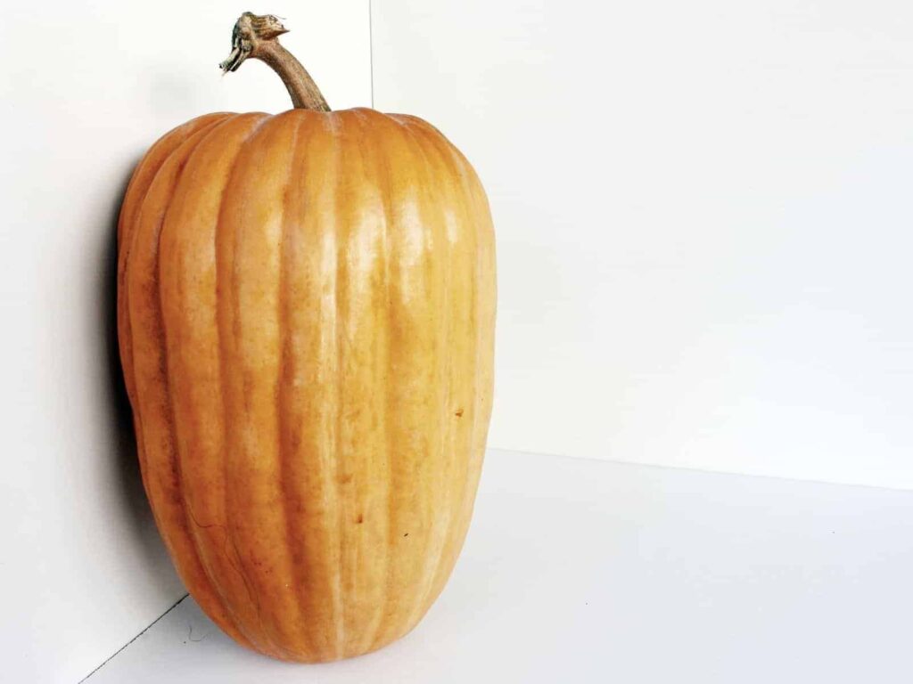 Dickinson 南瓜（Dickinson Pumpkin）