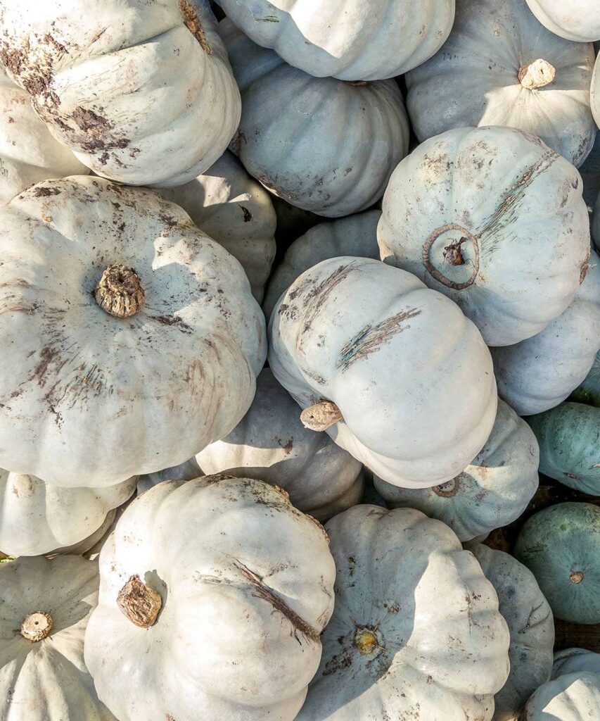 皇冠南瓜（Blue Prince Pumpkins）