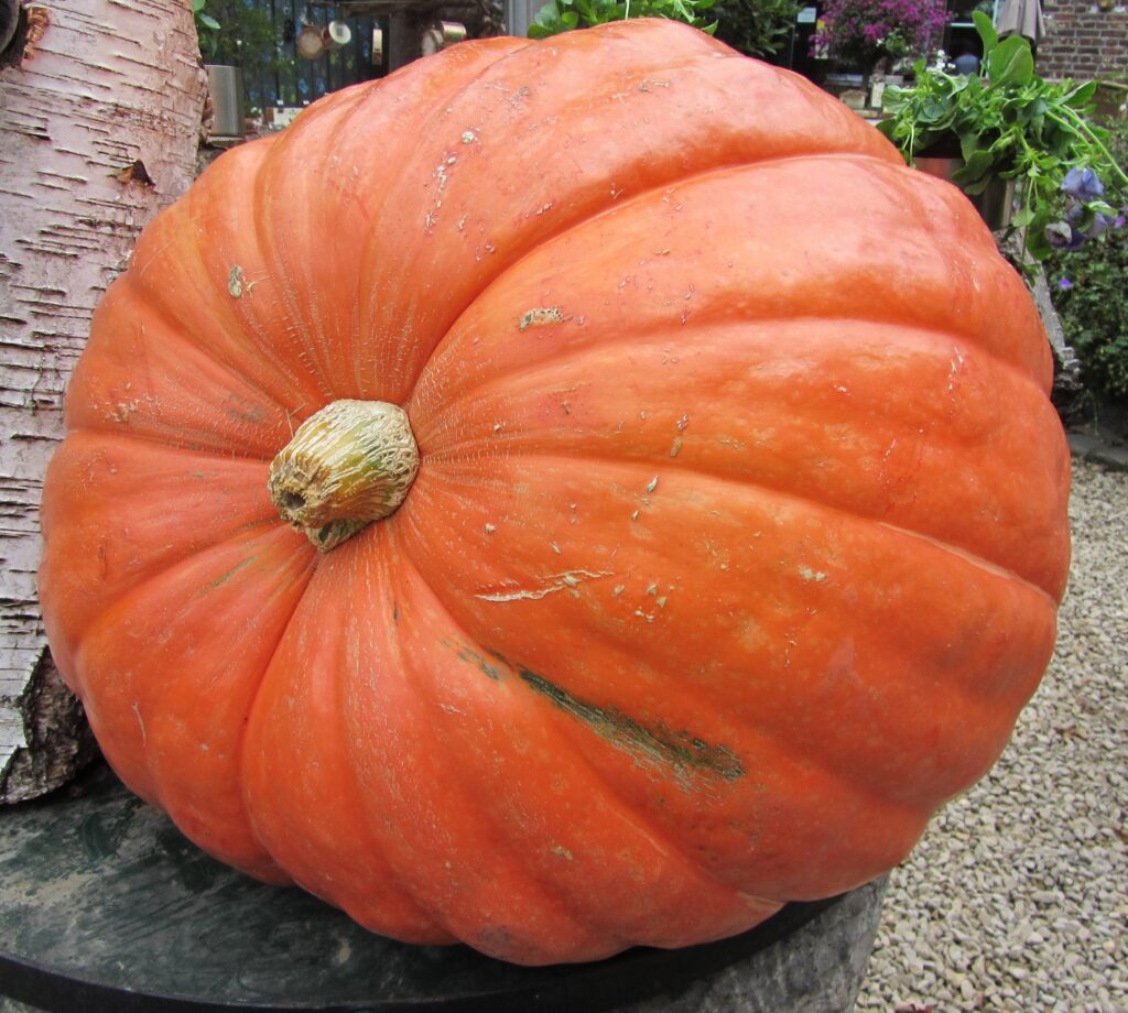 Big Max 巨型南瓜（Big Max Squash）