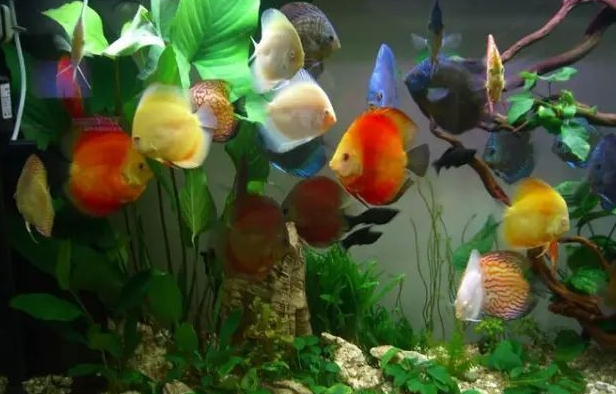 七彩神仙鱼不吃食怎么办？看了本文就明白了