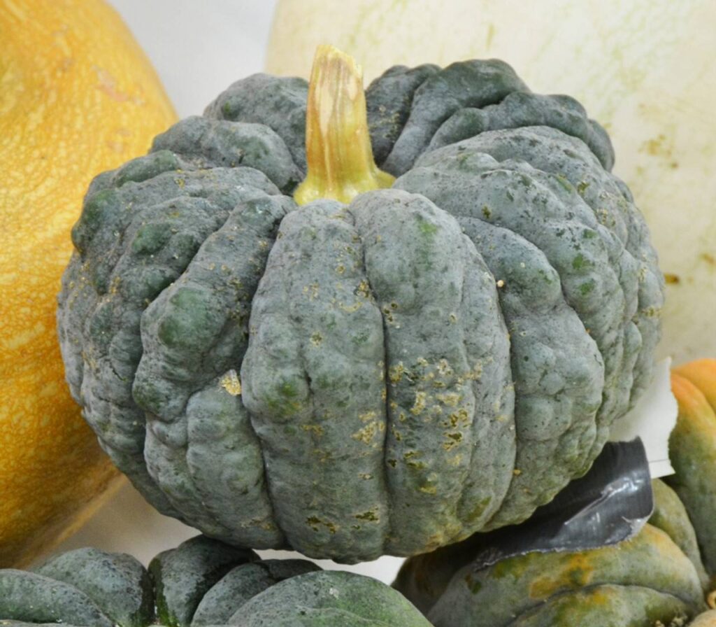 横滨南瓜（Yokohama Squash）