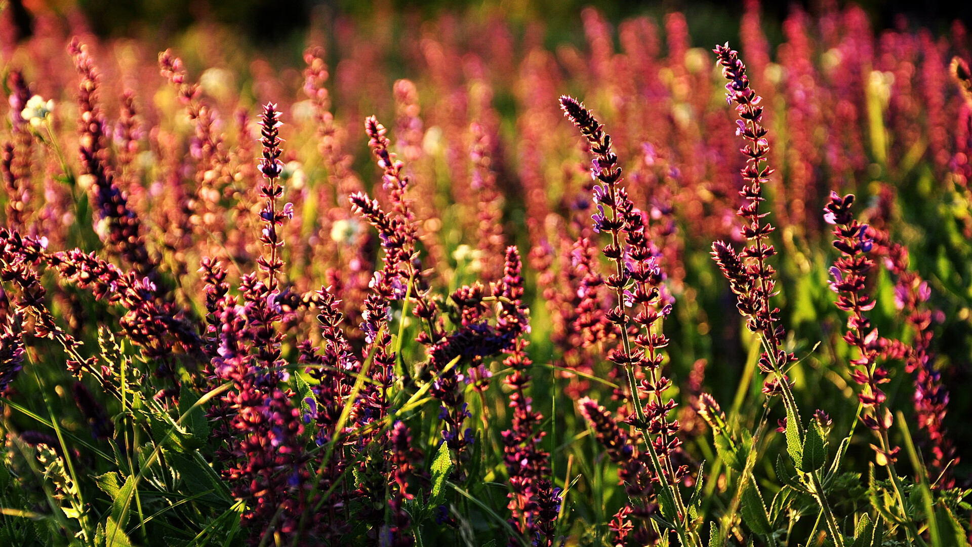 魔域变态版手游攻略，新手入门到高手进阶全指南