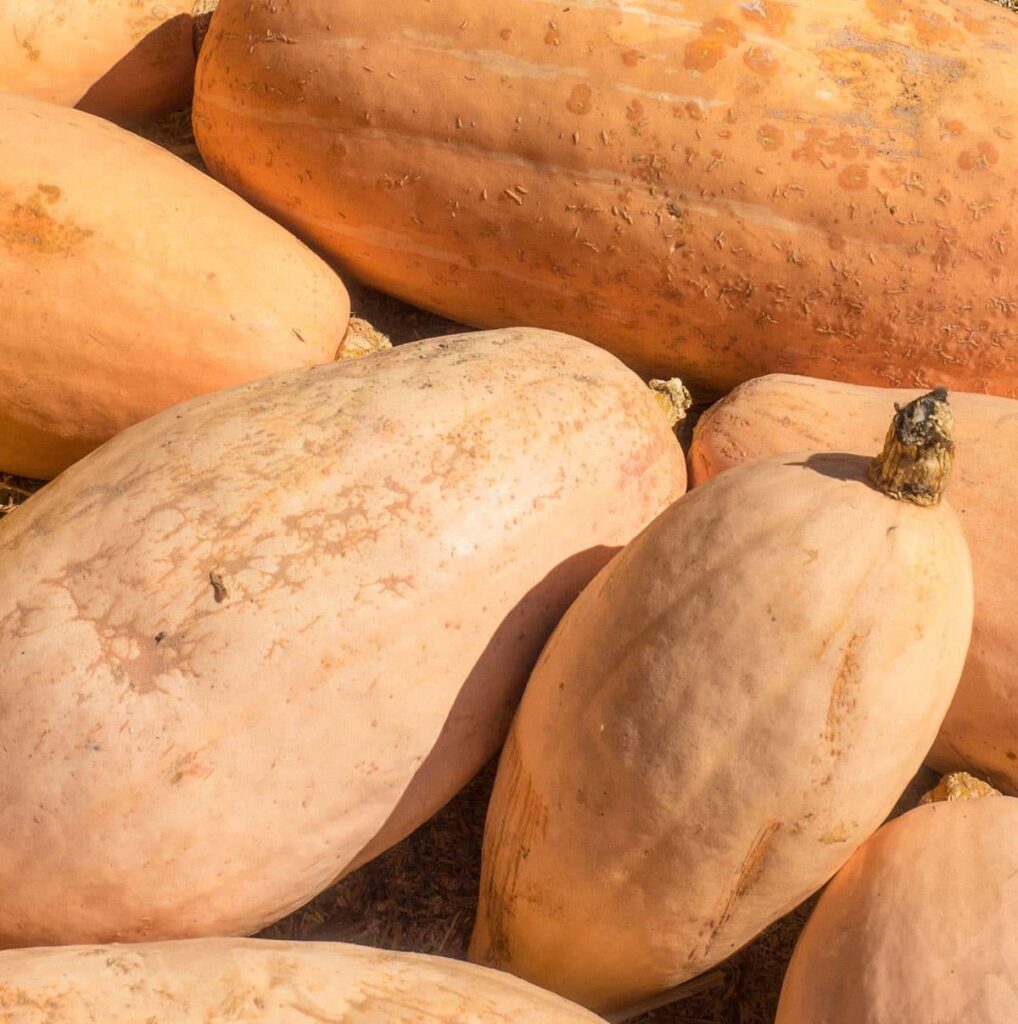 香蕉南瓜（Banana Squash）