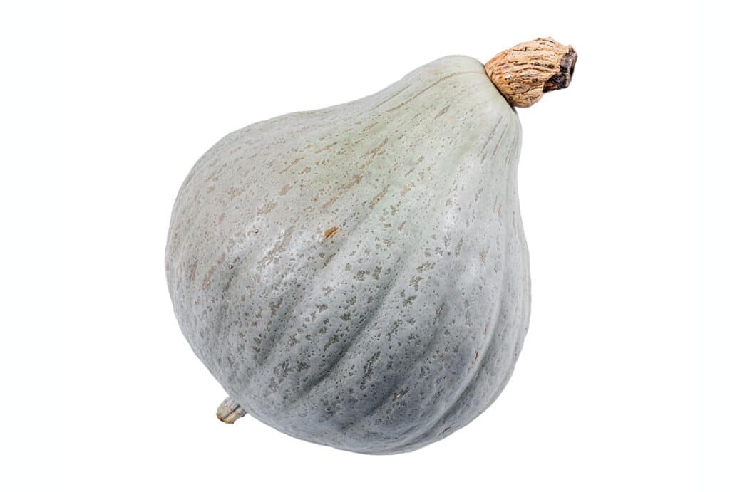 哈伯德南瓜（Hubbard Squash）