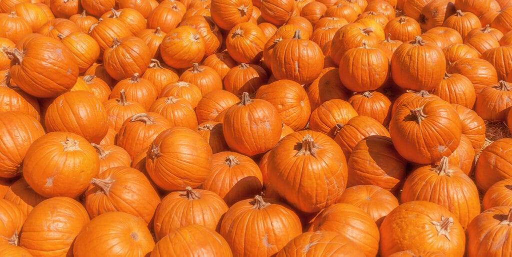 康涅狄格田园南瓜（Connecticut Field Pumpkins）